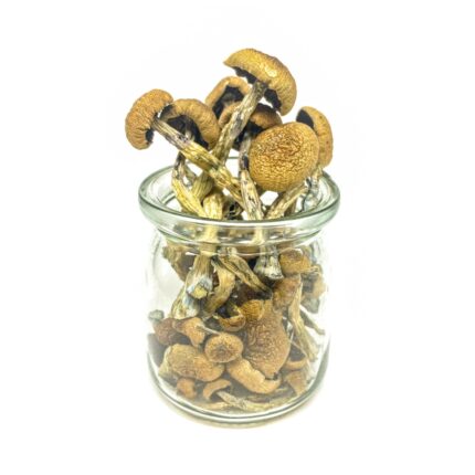 Penis Envy Magic Mushrooms