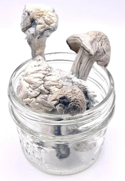 Albino Penis Envy (APE) Magic Mushrooms
