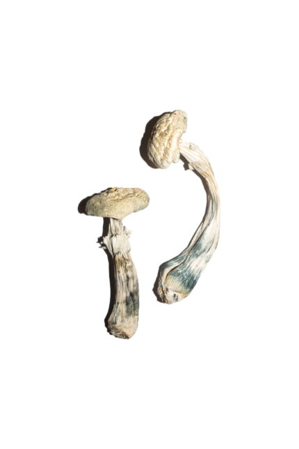 White Albino Avery Mushrooms (Premium Quality)