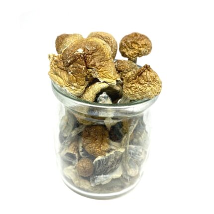 Order Blue Meanie Magic Mushrooms – Magic Mushroom kit