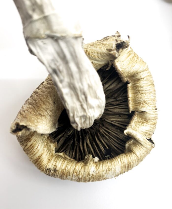 Lizard King Mushrooms – Lizard King Psilocybe Cubensis - Image 2