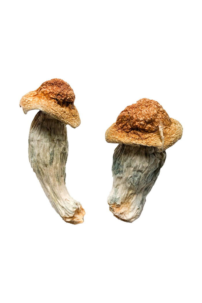 Melmac PE Magic Mushroom – Psilocybin Shrooms - Image 2