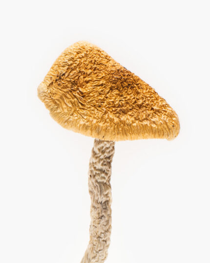 Origin: African Aphrodisiac – Cannakiss