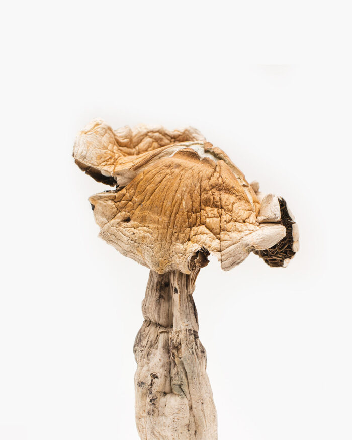 Amazonian Magic Mushroom – Free Edibles