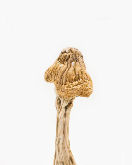 Tri-Colour Ecuadorian Magic Mushroom (Premium)