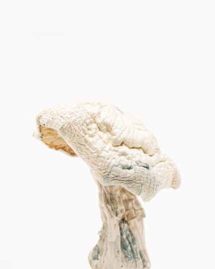 Avery’s Albino Magic Mushrooms Online for sale