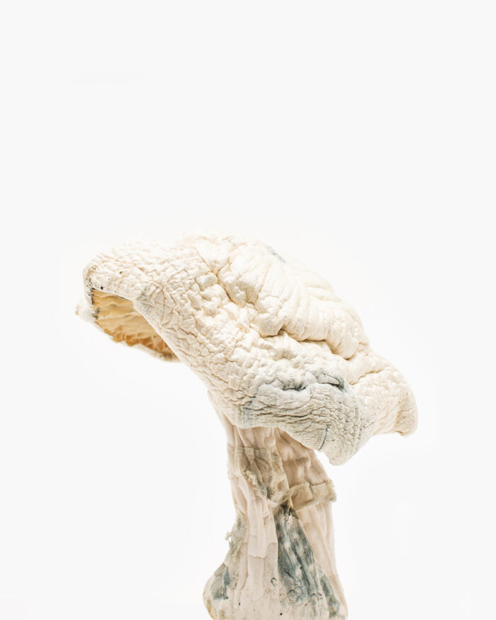 Avery’s Albino Magic Mushrooms Online for sale