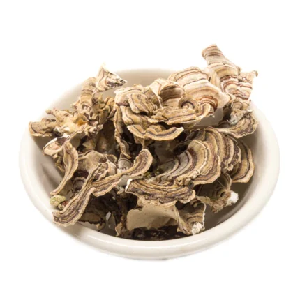 Turkey Tail Medicinal Mushrooms