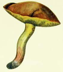 Canned Suillus Granulatus Mushroom