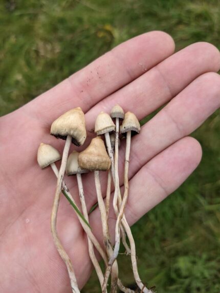 LIBERTY CAP – LIBERTY CAPS MAGIC MUSHROOM