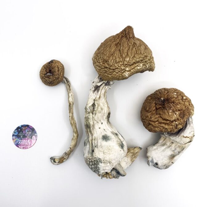 Lizard King Mushrooms – Lizard King Psilocybe Cubensis