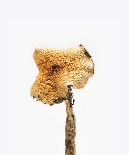 Bachlors | Texas Yellow Cap Mushrooms